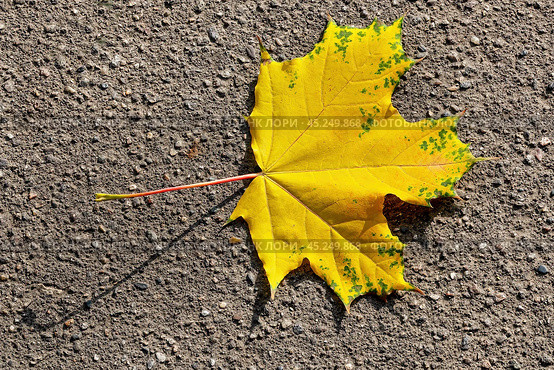 Желтый кленовый лист на асфальте.  An autumn bright yellow maple leaf lies on the asphalt. Fallen maple leaf close-up. Yellow leaf on a gray background. Стоковое фото, фотограф Лариса Гордеева / Фотобанк Лори