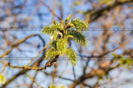 Женские соцветия цветущей ивы козьей (Salix caprea) Стоковое фото, фотограф Алёшина Оксана / Фотобанк Лори