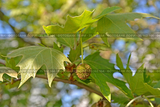 Женское соцветие платана восточного (Platanus orientalis L.) Стоковое фото, фотограф Ирина Борсученко / Фотобанк Лори
