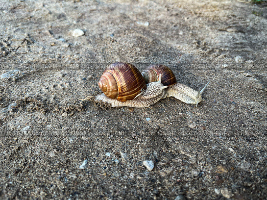 Живая природа. Две улитки на земле. Wildlife. Two snails on the ground. Стоковое фото, фотограф Александр Рыбалка / Фотобанк Лори