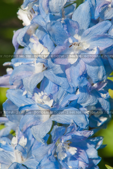 Живокость, дельфиниум, шпорник голубой (Delphinium) Стоковое фото, фотограф Алёшина Оксана / Фотобанк Лори