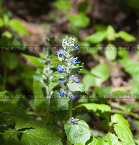 Живучка ползучая (Ajuga reptans) Стоковое фото, фотограф Алёшина Оксана / Фотобанк Лори