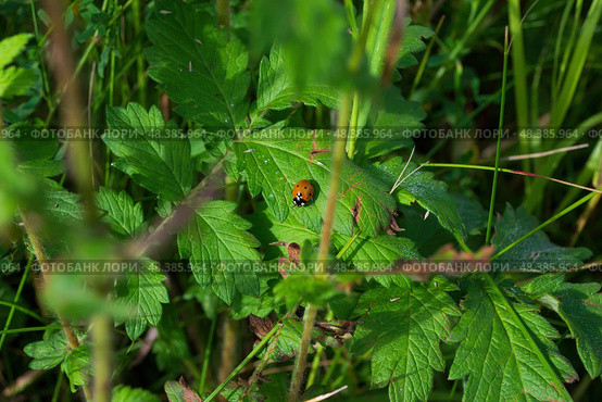 Жук божья коровка на зелёном листе (Coccinella septempunctata) Стоковое фото, фотограф Андрей Цыганков / Фотобанк Лори