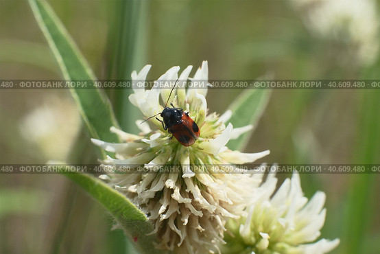 Жук листоед скрытоглав двухточечный (Cryptocephalus bipunctatus) Стоковое фото, фотограф Mixail59 / Фотобанк Лори