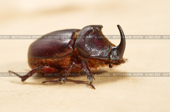 Жук-носорог обыкновенный (лат. Oryctes nasicornis) Стоковое фото, фотограф Елена Коромыслова / Фотобанк Лори