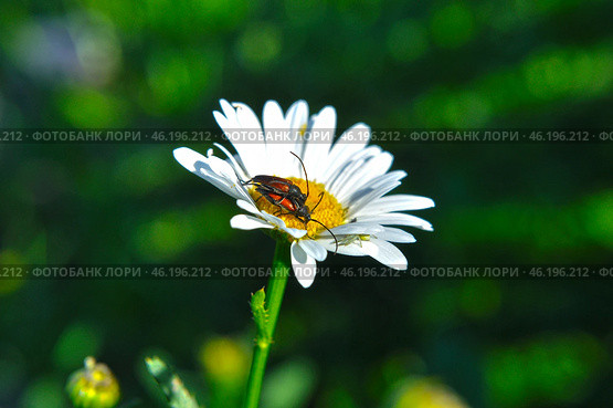 Жуки- усачики Чернозадая лептура (Stenurella melanura) на ромашке. Стоковое фото, фотограф Александр Тараканов / Фотобанк Лори