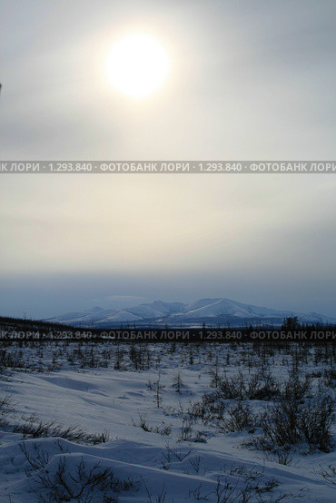 Зимнее солнце над тундрой. Стоковое фото, фотограф Алена Потапова / Фотобанк Лори