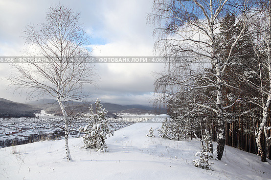 Зимний лес. Стоковое фото, фотограф Виталий Горелов / Фотобанк Лори