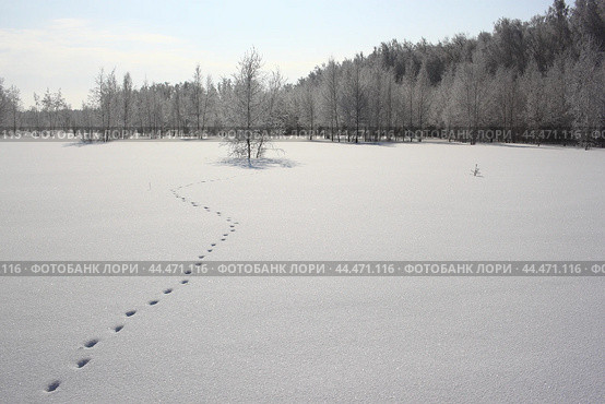 Зимний околок в Омской области. Стоковое фото, фотограф Александр Карпенко / Фотобанк Лори