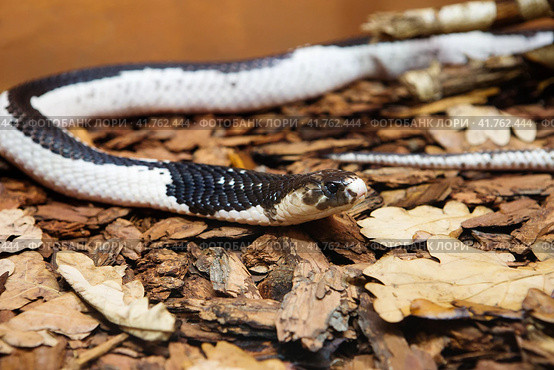 Змея Сиамская плюющаяся кобра Indo-Chinese Spitting Cobra. Стоковое фото, фотограф Галина Савина / Фотобанк Лори