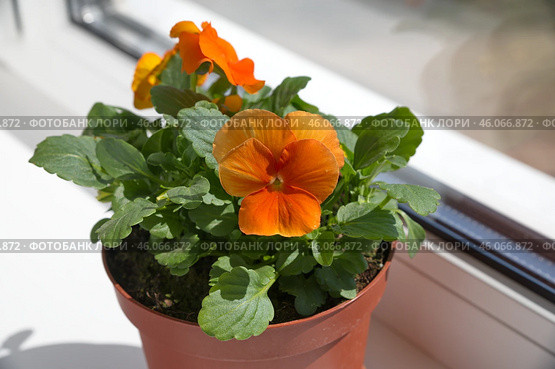 Золотисто-желтая виола (Viola Golden Yellow) цветет в кашпо на подоконнике. Стоковое фото, фотограф Елена Коромыслова / Фотобанк Лори
