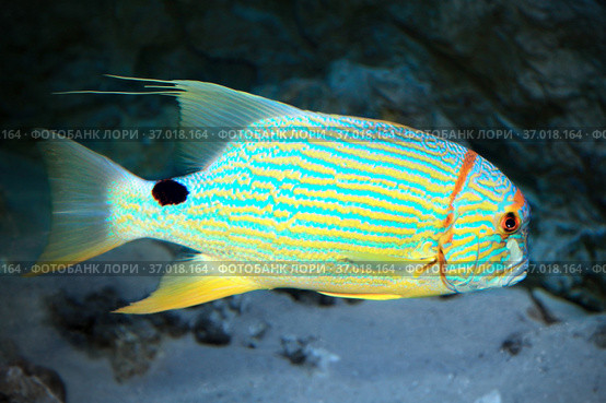 Золотой полосатый окунь или Симфорихт синеполосый (Symphorichthys spilurus) Стоковое фото, фотограф Татьяна Белова / Фотобанк Лори
