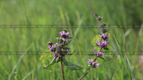 Зопник клубненосный (Phlomis tuberosa). Цветение растения в Кулундинской степи, Алтайский край. Стоковое видео, видеограф Григорий Писоцкий / Фотобанк Лори
