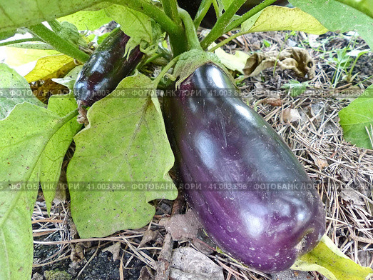 Зреют баклажаны. Баклажан, или Паслён тёмноплодный (лат. Solanum melongena) — вид многолетних травянистых растений рода Паслён (Solanum). Возделывается как однолетнее растение. Стоковое фото, фотограф Сергей Елизарьев / Фотобанк Лори