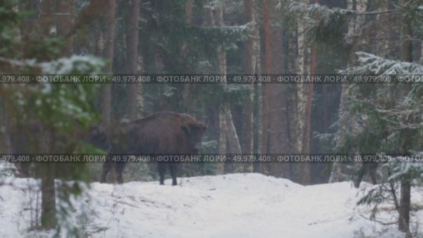 Зубр европейский дикие животные зимой на снегу, Bison bonasus. Стоковое видео, видеограф Дмитрий Якубович / Фотобанк Лори
