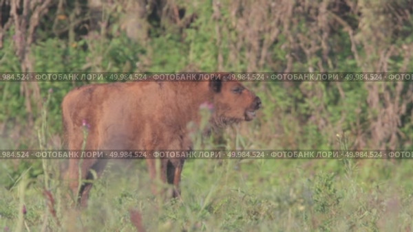 Зубр европейский молодые животные, теленок зубра Bison bonasus. Стоковое видео, видеограф Дмитрий Якубович / Фотобанк Лори