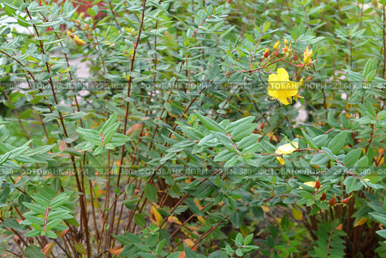 Зверобой чашечковидный (Hypericum calycinum L.), общий вид. Стоковое фото, фотограф Ирина Борсученко / Фотобанк Лори