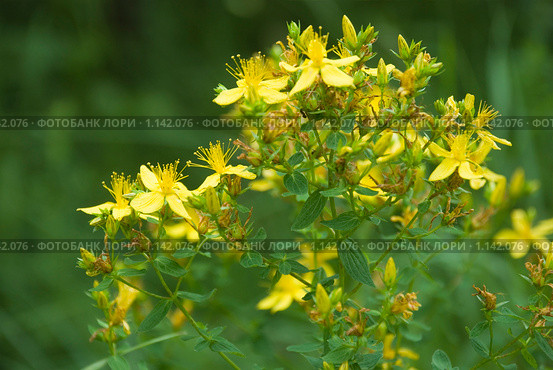 Зверобой обыкновенный (продырявленный)-Hypericum perforatum. Стоковое фото, фотограф Влад  Плотников / Фотобанк Лори