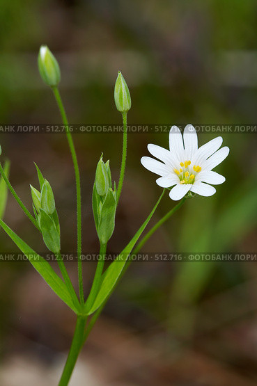 Звездчатка ланцетовидная (Stellaria holostea) Стоковое фото, фотограф Александр Максимов / Фотобанк Лори